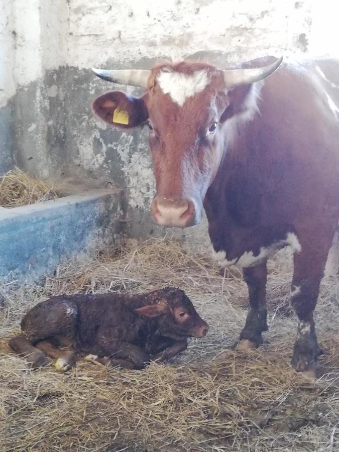 Masseria Ricci Fasano Zewnętrze zdjęcie