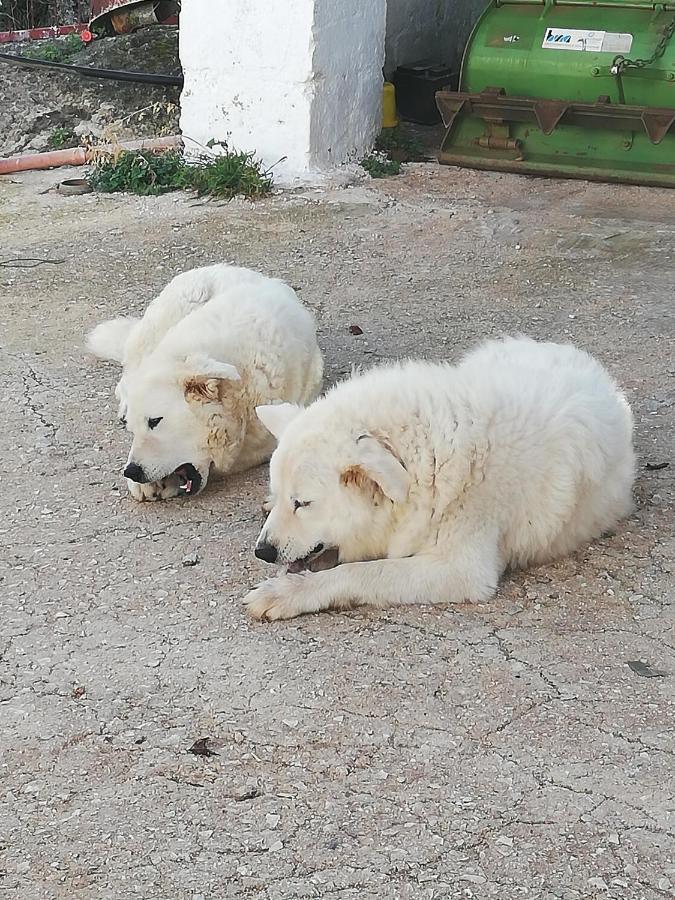 Masseria Ricci Fasano Zewnętrze zdjęcie